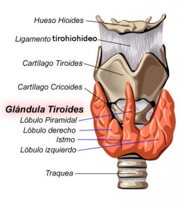 Tiroides_anatomia_01